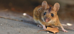 Жительница Киева купила в 