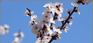 В Одессе начали цвести деревья (фото)