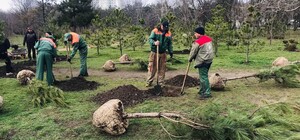 В Парке победы высадили аллею сосен, которую подарили одесситы