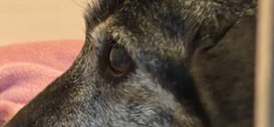 Що зараз із собакою Чорнушкою з Одеси, яку збив водій Mercedes