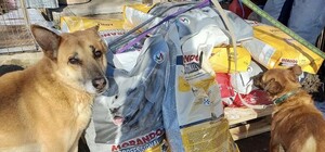 «Ф-підтримка» працює: як українці нагодували 4 тисячі безпритульних тварин