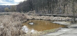 Вода в озерах в Голосеевском парке меняет цвет: в чем причина