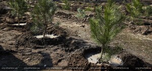 В Харькове высадят более 20 тисяч деревьев