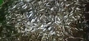 Почти полмиллиона гривен ущерба: в Одесской области изъяли невод с незаконно выловленными рыбой и креветками