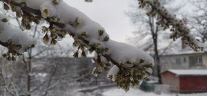 У Львові прогнозують сильне похолодання і снігопад 