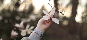 В Киеве зацвели первые деревья магнолий: фото