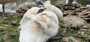 Зоозащитники нашли мужчину, искалечившего лебедя в парке Победы