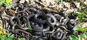 В Днепре на Монастырском острове заметили змеиное гнездо (видео)