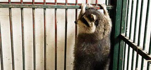 Єнот у Києві розгромив квартиру, в якій він перебував без господарів