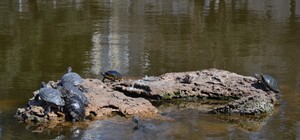 В пруду парка Победы заметили мертвых черепах