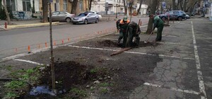 В Одессе высадили клены, вишни, акации и кедры