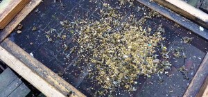 В Одесской области массово погибают пчелы