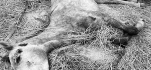 Под Одессой женщина уморила лошадь голодом