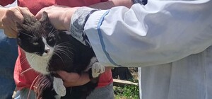 В селе Одесской области от бешенства прививают всех домашних животных