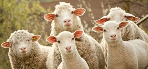 Культуру ведення вівчарства на Одещині внесли до списку нематеріальної спадщини