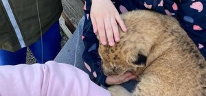В зверинце в Киевской области используют маленьких львят для фото: зоозащитники бьют тревогу