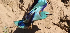 Тропические краснокнижные птицы прилетели в Одесскую область