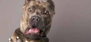 В Одесі чоловік розпорошив газовий балончик проти бездомного собаки: його притягнуть до відповідальності