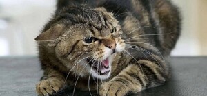 В Днепропетровской области зафиксировали 13 случаев бешенства: есть ли вакцина