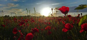 Красивое место для фотосессии: в Одесской области расцвели маковые поля