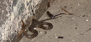 В Одесскую область приплыли змеи из Херсонщины 