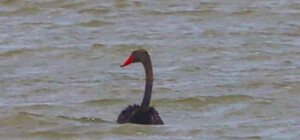 В Одесскую область прилетел 