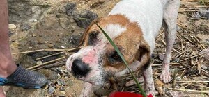 Що сталося із собакою, якого прибило до берега на дошці до берега на Одещині