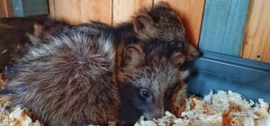 Військові передали до Одеського зоопарку малюків єнотовидних собак із Херсонської області