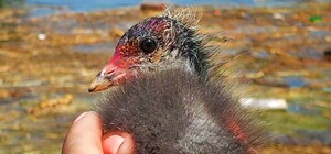 В Одесі продовжують рятувати тварин, винесених потоком із Каховського водосховища