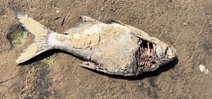 Чому не можна збирати і їсти вмираючу та мертву рибу