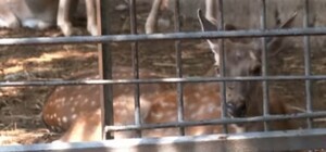 Дрейфувала в морі після підриву ГЕС майже тиждень: на Одещині врятували самку оленя