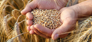 ООН может передать аграриям Одесской области зерно: как получить