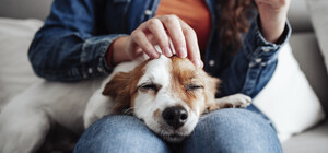 У червні кияни прихистили рекордну кількість тварин