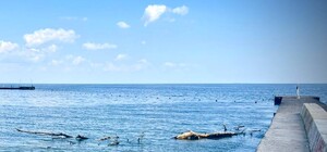 Свежий мониторинг воды в Одессе: что известно на 15 июля