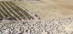 Дно Каховського водосховища біля Нікополя засіяли картоплею