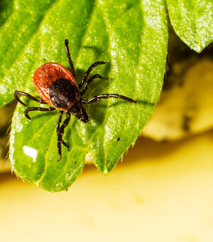 Що робити, коли присмоктався кліщ  
