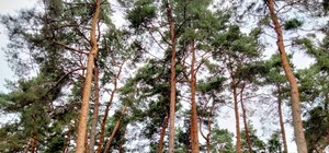 Де на Львівщині заражені хворобою Лайма кліщі найчастіше 