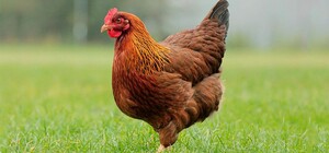 В Днепр и область запретили завоз птиц, яйца и продукты птицеводства из Польши