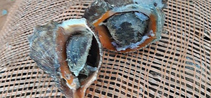 Директор предприятия в Одесской области выовил рыбу и морепродукты на три миллиона