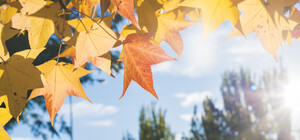 Какая будет погода в Киеве в сентябре