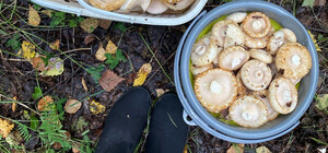 Чоловік і жінка з Трускавця отруїлися грибами, які назбирали на околиці міста 