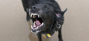 В одном из парков Днепра овчарка укусила девушку и хотела цапнуть другую собаку