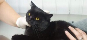 В Днепре больной котик нуждается в помощи неравнодушных людей