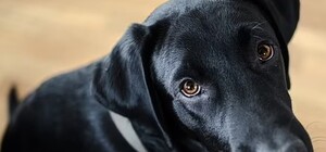 В Днепропетровской области мужчина сбросил собаку с 8 этажа