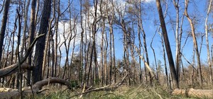 На Журавлевке погиб лес: в чем причина