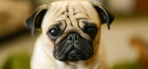 У Києві невідомі отруїли собак