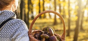 В Харькове супружеская пара пара отравилась грибами