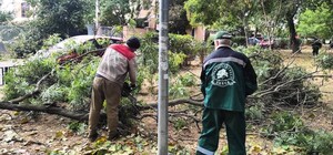 Мэрия Одессы оплатит почти 300 тысяч за упавшую ветку на авто