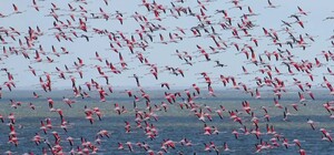 В Одесскую область прилетело рекордное колличество розовых фламинго