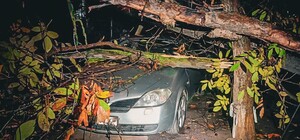 Более 50 упавших деревьев: к каким последствиям привела непогода в Одессе